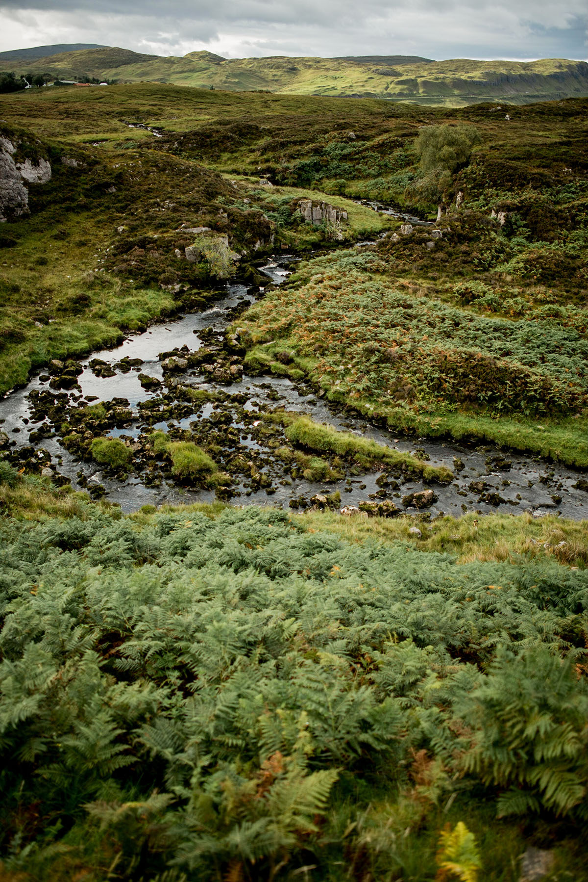 The Stream and its Fern
